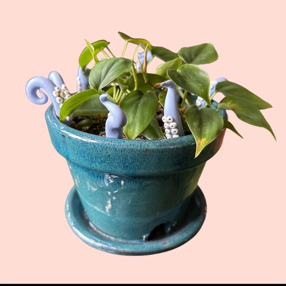 8 Baby Blue Sea Creature Tentacles 🦑Decor Tentacle Unique Modern Indoor Plant - Picture 3 of 10